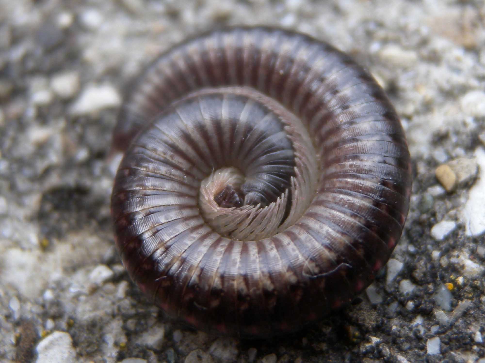 Identificazione iulidae